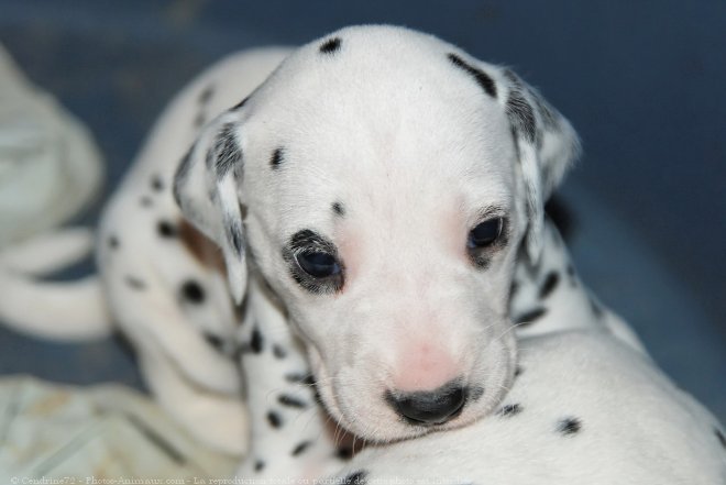 Photo de Dalmatien