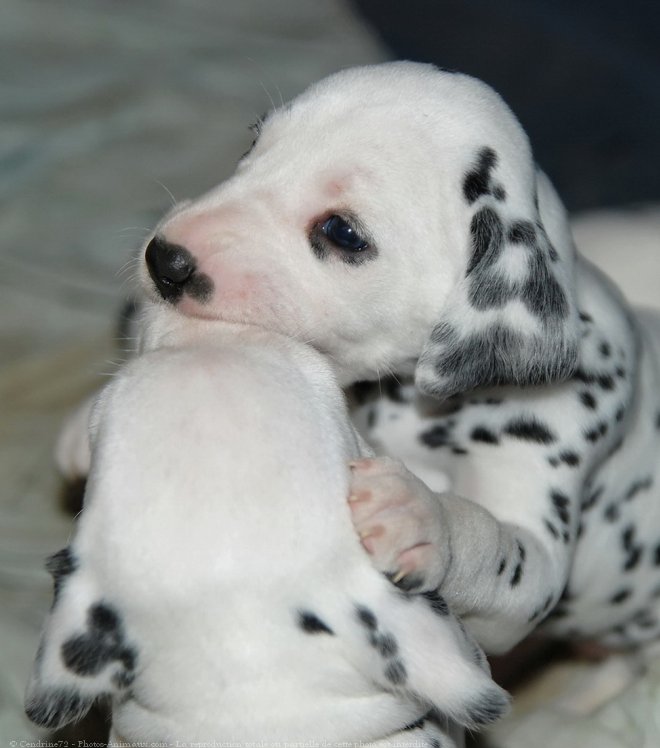 Photo de Dalmatien