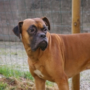 Photo de Boxer