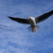 Photo de Mouette