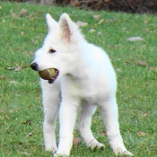 Photo de Berger blanc suisse