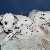 Photo de Dalmatien