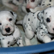 Photo de Dalmatien