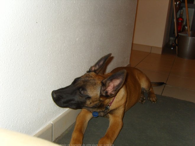 Photo de Berger belge malinois