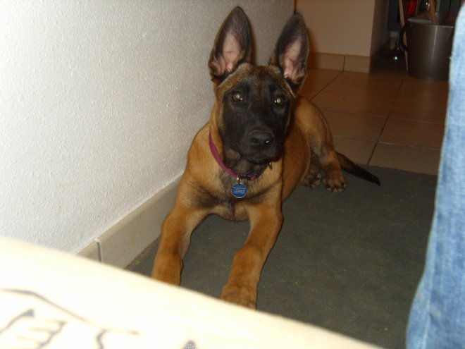 Photo de Berger belge malinois