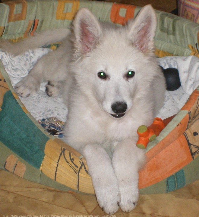 Photo de Berger blanc suisse