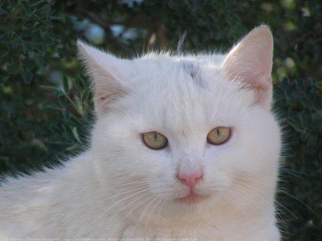 Photo de Chat domestique