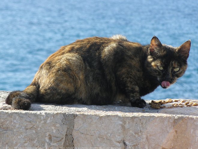 Photo de Chat domestique