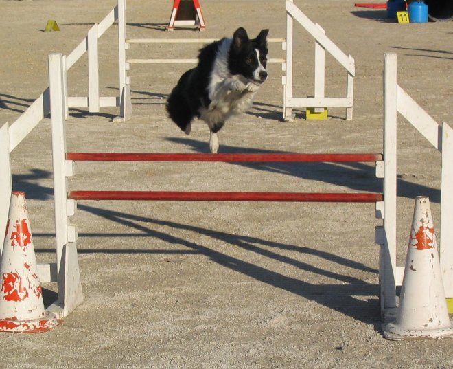 Photo de Border collie