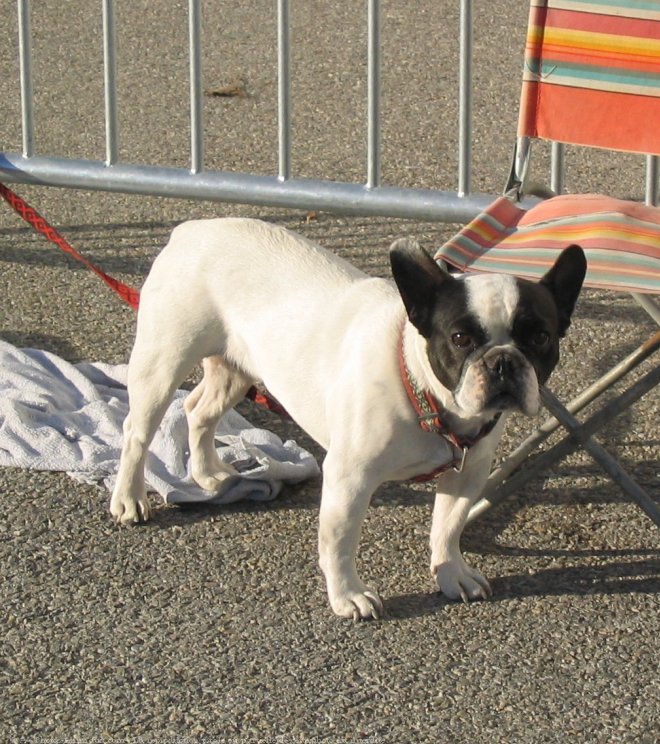 Photo de Bouledogue franais