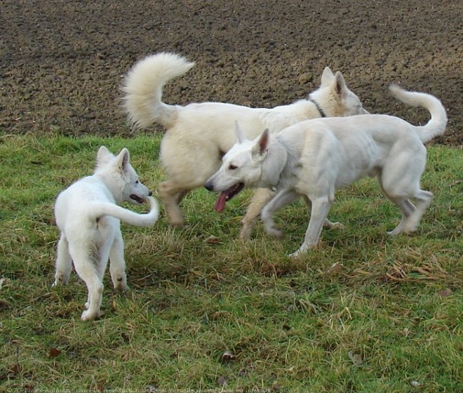 Photo de Berger blanc suisse