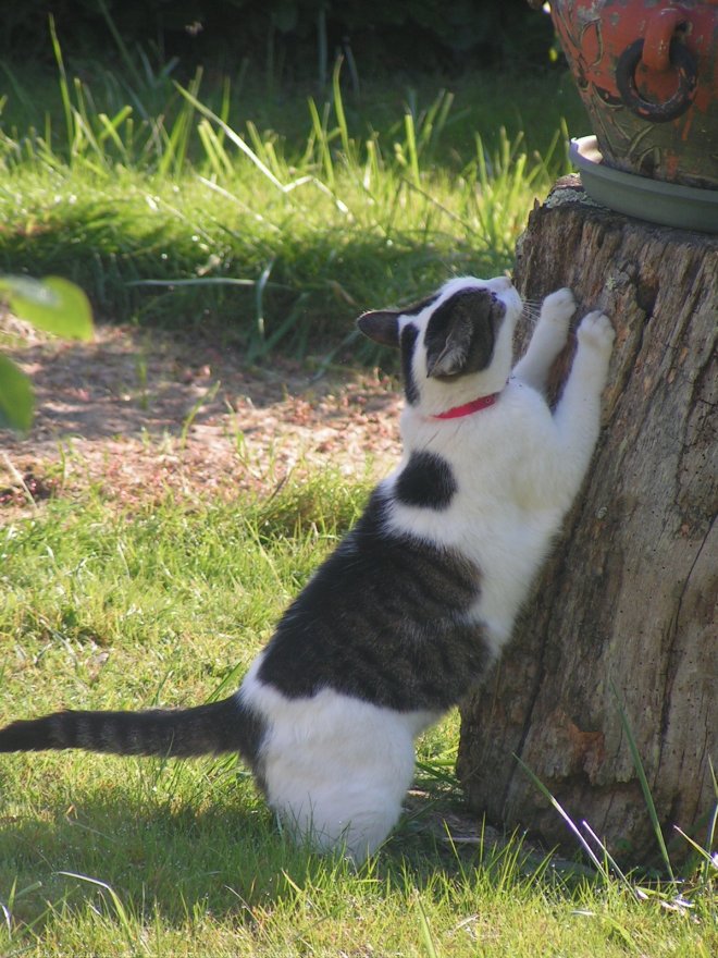 Photo de Chat domestique