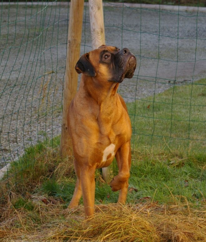 Photo de Boxer