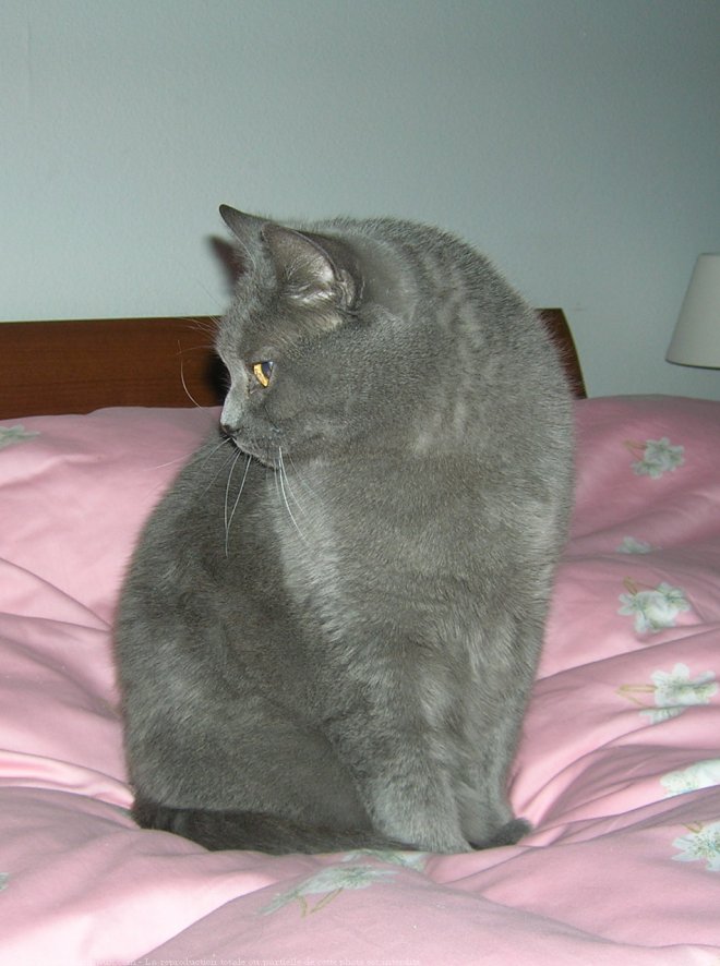 Photo de Chartreux