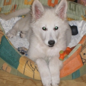 Photo de Berger blanc suisse