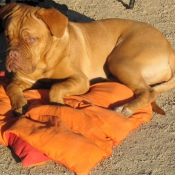 Photo de Dogue de bordeaux