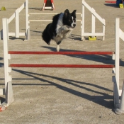 Photo de Border collie