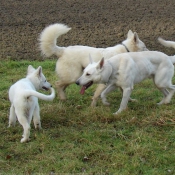 Photo de Berger blanc suisse