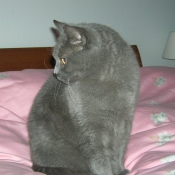 Photo de Chartreux