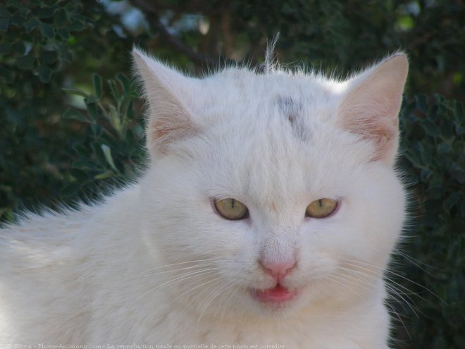 Photo de Chat domestique