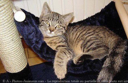 Photo de Chat domestique