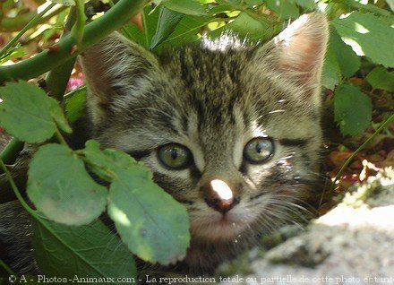 Photo de Chat domestique