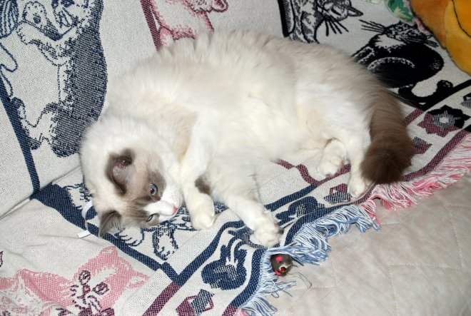 Photo de Ragdoll