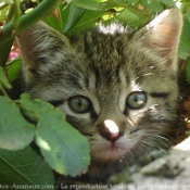 Photo de Chat domestique