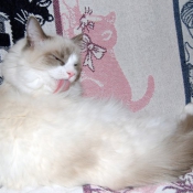 Photo de Ragdoll