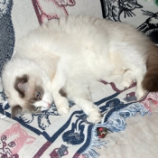 Photo de Ragdoll