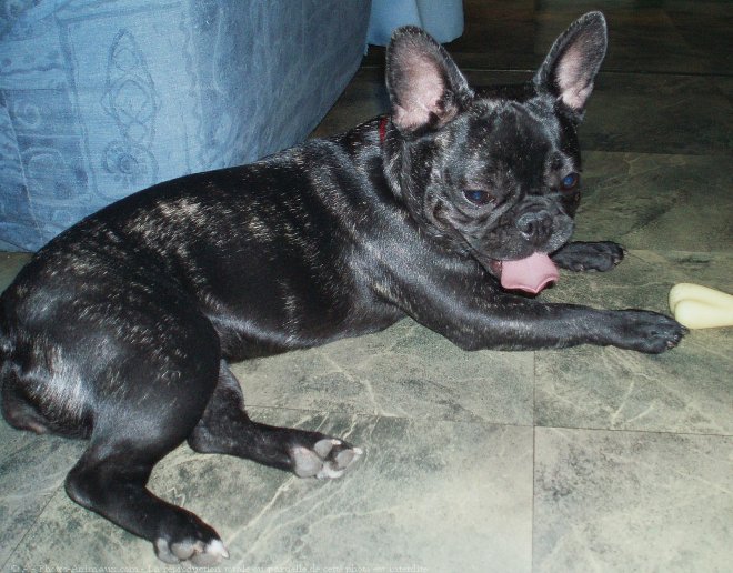 Photo de Bouledogue franais