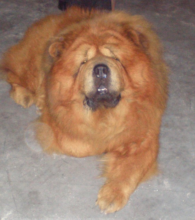 Photo de Chow chow