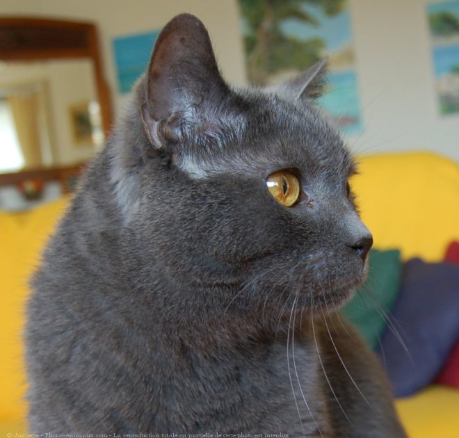 Photo de Chartreux