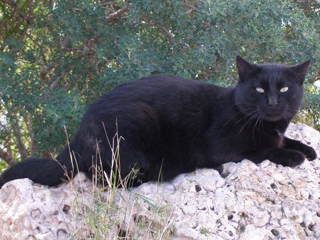 Photo de Chat domestique