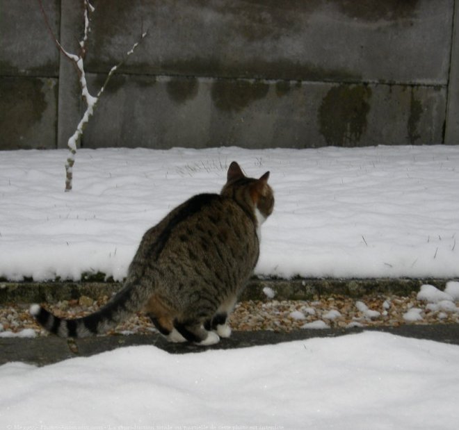 Photo de Chat domestique