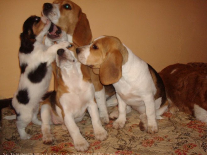 Photo de Beagle