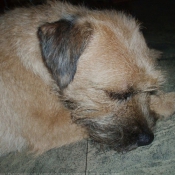 Photo de Border terrier