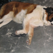 Photo de Saint-bernard poil long