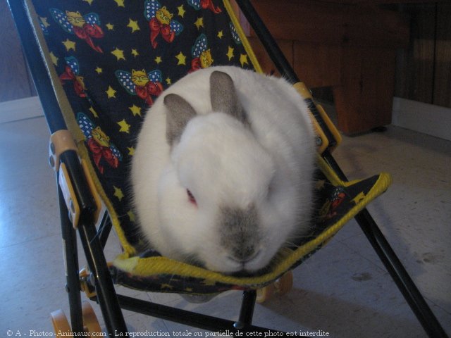 Photo de Lapin