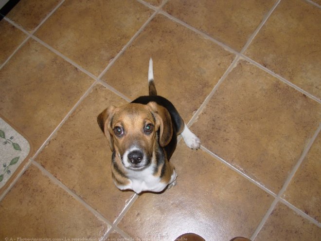 Photo de Beagle