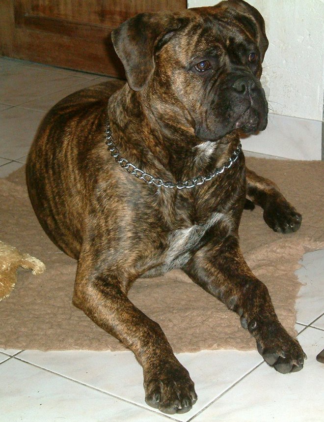 Photo de Bullmastiff