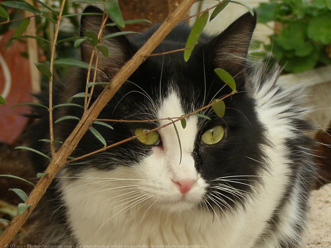 Photo de Chat domestique