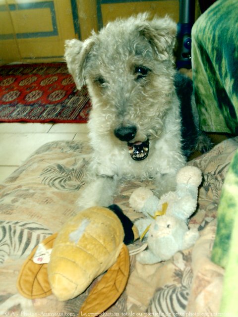 Photo de Fox terrier  poil dur