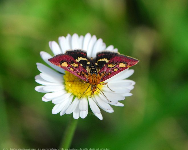 Photo de Papillon