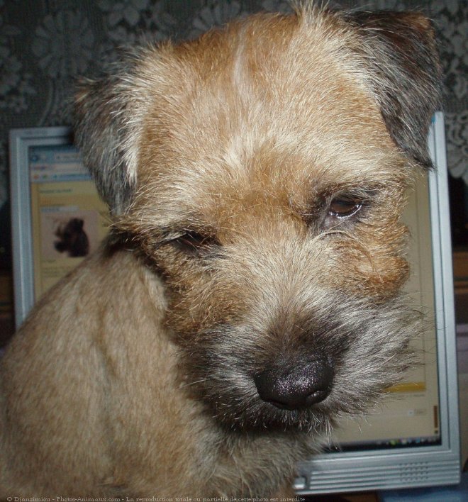 Photo de Border terrier