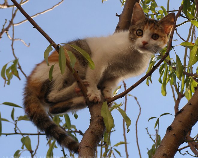 Photo de Chat domestique