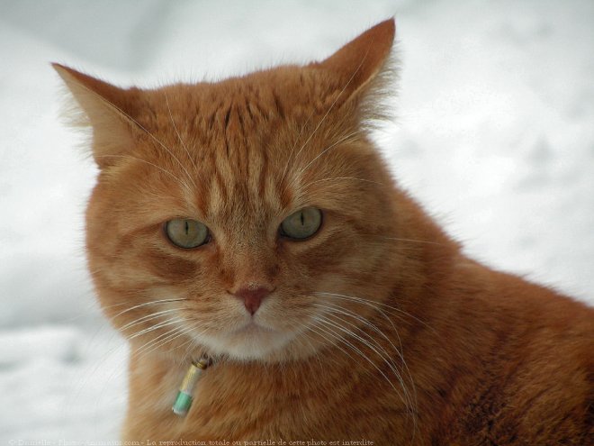 Photo de Chat domestique