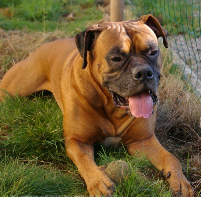 Photo de Boxer