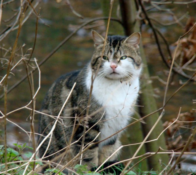 Photo de Chat domestique