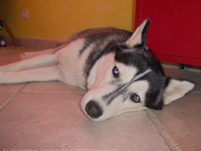 Photo de Husky siberien